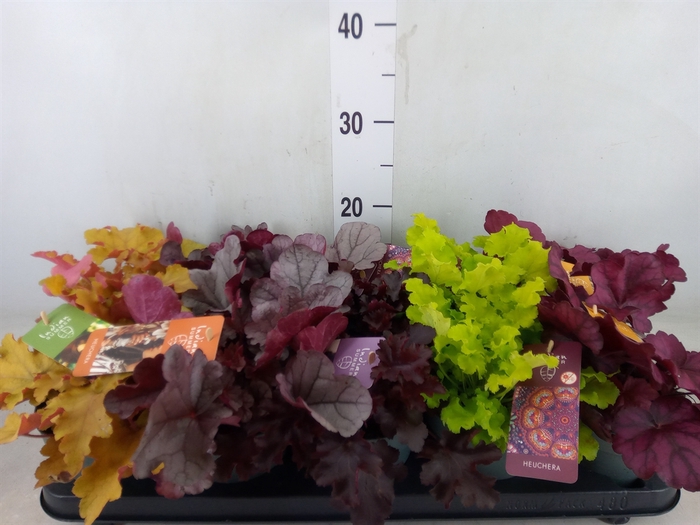 <h4>Heuchera  'Indian Summer'   ...mix</h4>