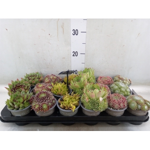 Rotsplanten   ...mix   [Rock plant]