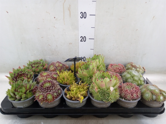 <h4>Rotsplanten   ...mix   [Rock plant]</h4>