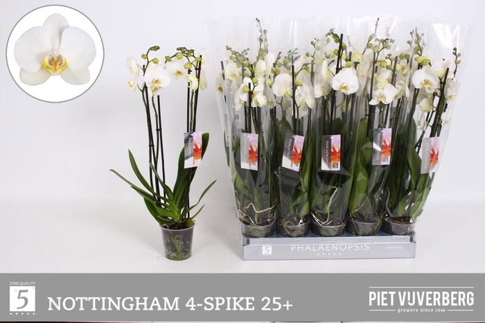 <h4>PHAL AN NOTTINGHAM</h4>