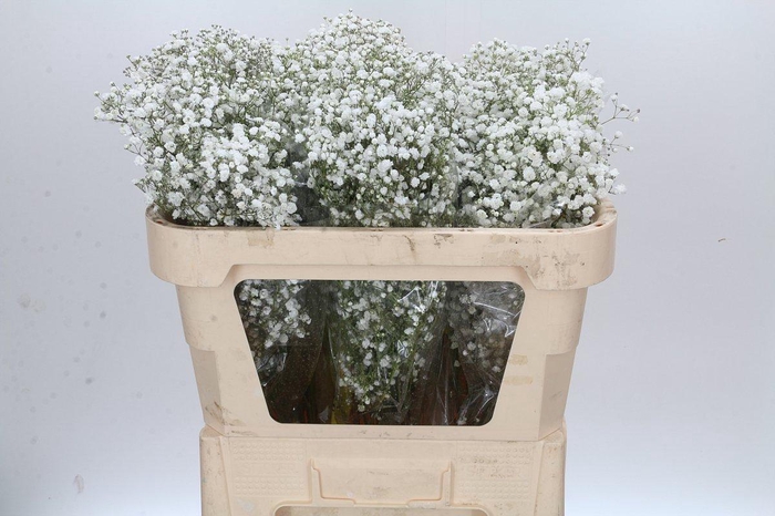 <h4>Gyps Xlence</h4>