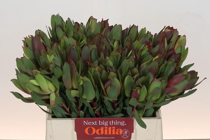 Leucadendron Senorita