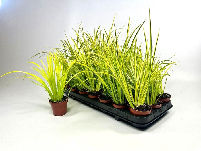 <h4>Acor Gr Ogon</h4>