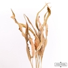 Dried Strelitziablad 10pc Natural Bunch