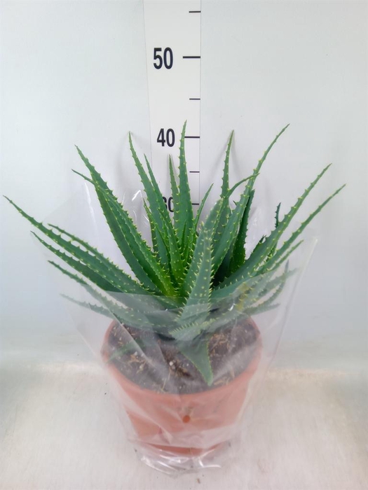 <h4>Aloe arborescens</h4>