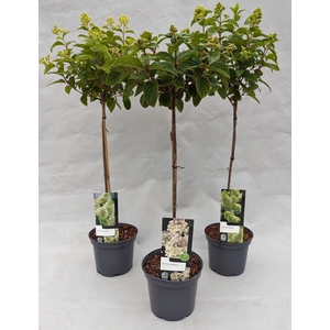 Hydrangea Paniculata Stam 'IMPORT Mix' 19 cm