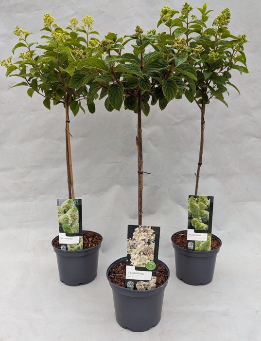 <h4>Hydrangea Paniculata Import mix op stam 23 cm</h4>