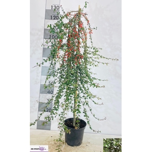 COTON S CORAL BEAUTY