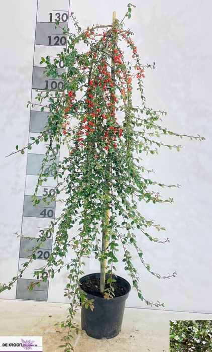 <h4>COTON S CORAL BEAUTY</h4>