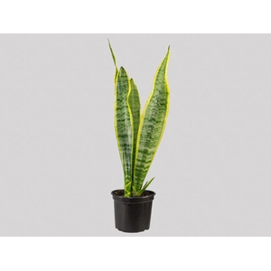 SANSEVIERIA TRIFASCIATA SILVER LAURENTII P15