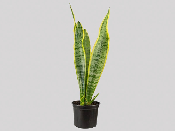 SANSEVIERIA TRIFASCIATA SILVER LAURENTII P15