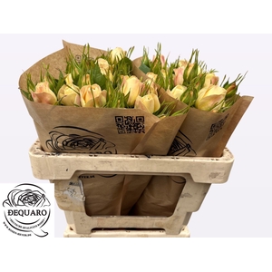 R TR CHAMPAGN ROKOKO