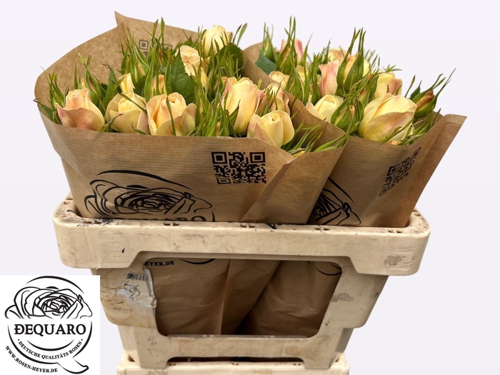 <h4>R TR CHAMPAGN ROKOKO</h4>