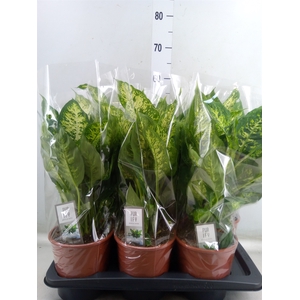 Dieffenbachia  'Compacta'