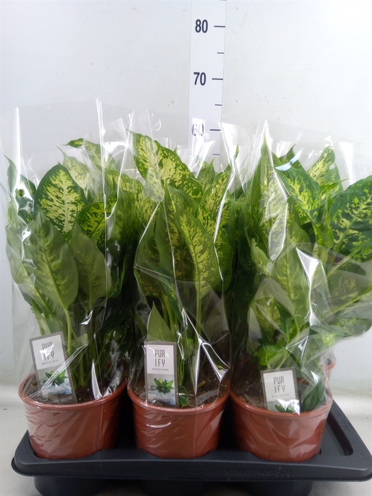 <h4>Dieffenbachia  'Compacta'</h4>