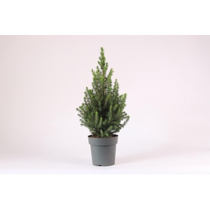Picea glauca December P15