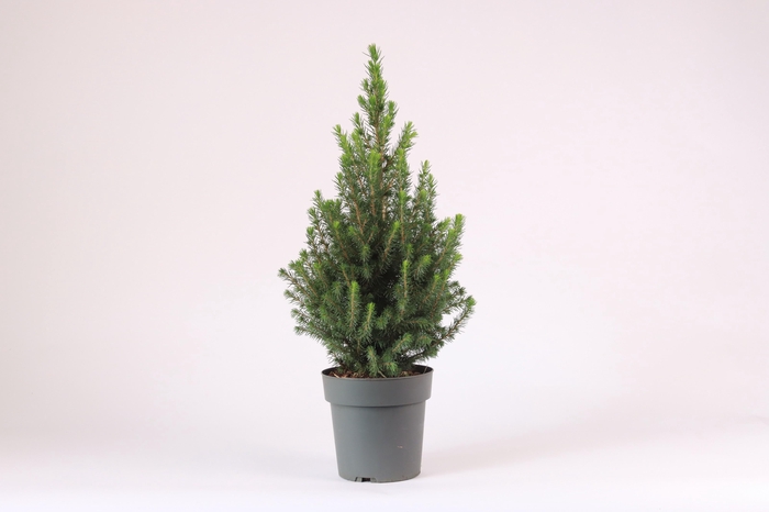 <h4>Picea glauca December P15</h4>