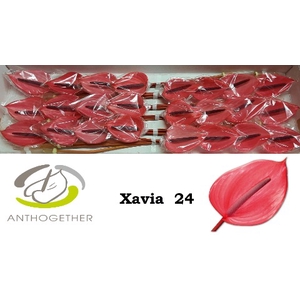 Anthurium Xavia