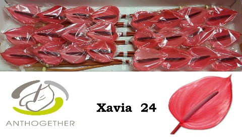 <h4>Anthurium Xavia</h4>