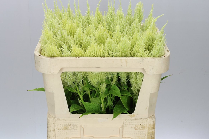 <h4>Celosia P Sunday Green</h4>