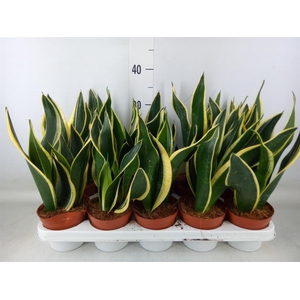 Sansevieria trifa. 'Black Gold'