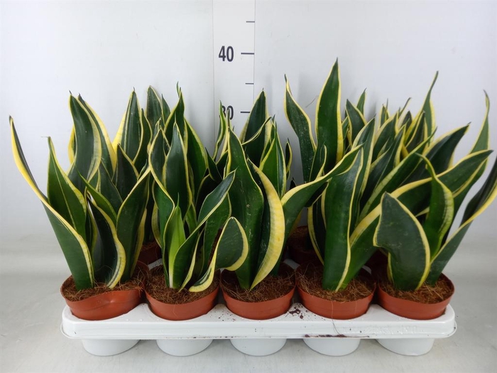 <h4>Sansevieria trifa. 'Black Gold'</h4>