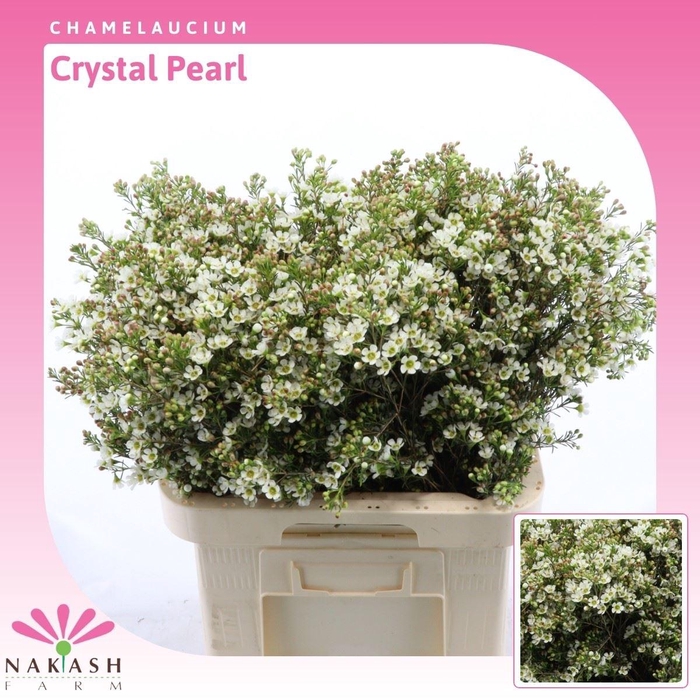 <h4>Chamelaucium Crystal Pearl</h4>