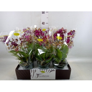 Phalaenopsis multi.   ...red