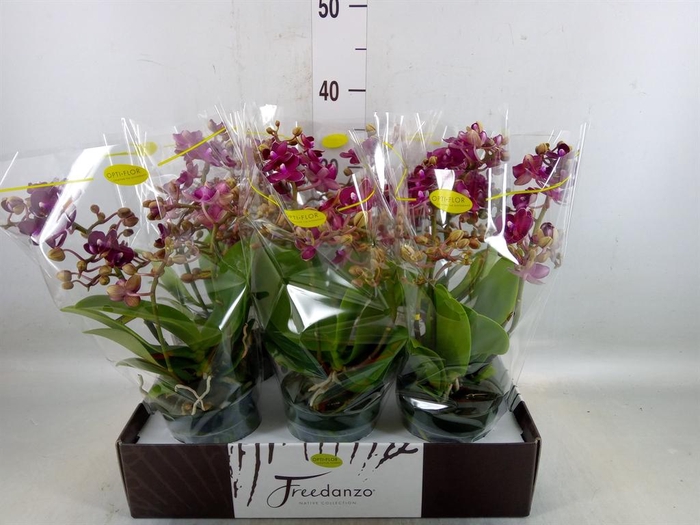 <h4>Phalaenopsis multi.   ...red</h4>
