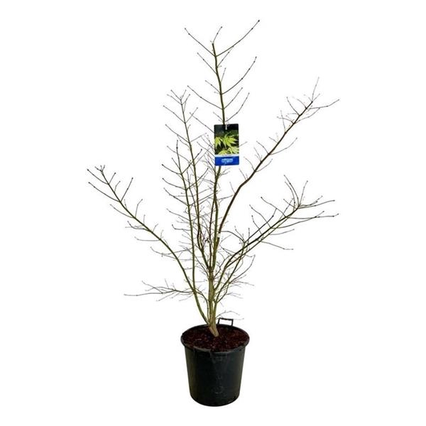 <h4>Acer Arctic Jade ®</h4>