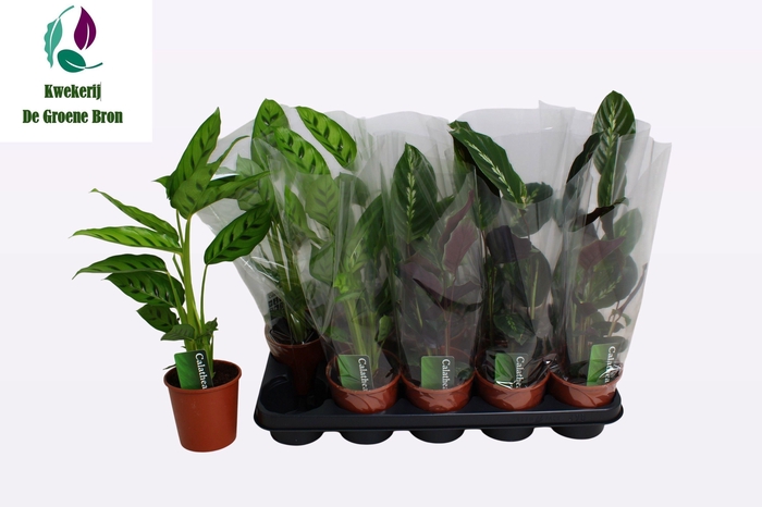 <h4>CALAT GEM 2 SRT</h4>