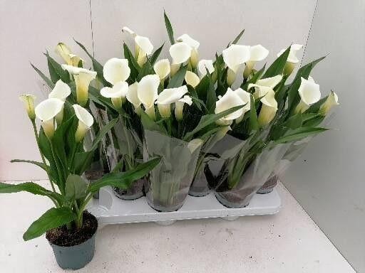 <h4>ZANT CAPT FRESCO</h4>