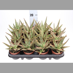 Aloe   ...