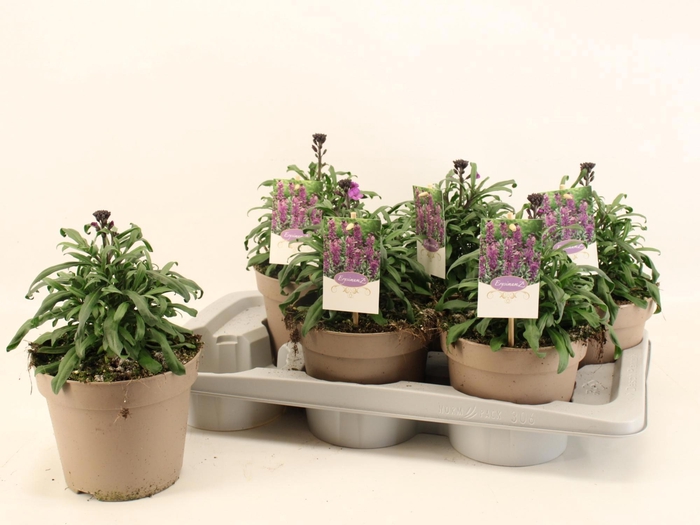 <h4>ERYS SUP BOWL MAUVE</h4>