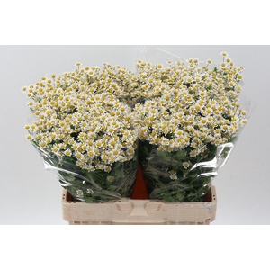 Tana Pa Single Vegmo