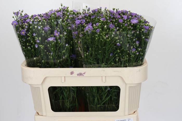 Aster Cassandra