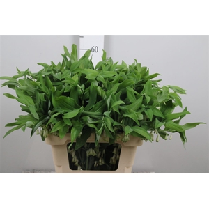 Polygonatum Multiflo