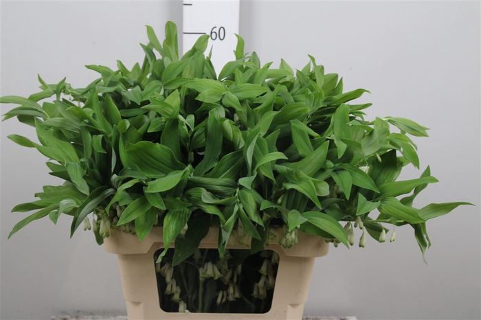 <h4>Polygonatum Multiflo</h4>