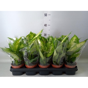 Dieffenbachia  'Compacta'