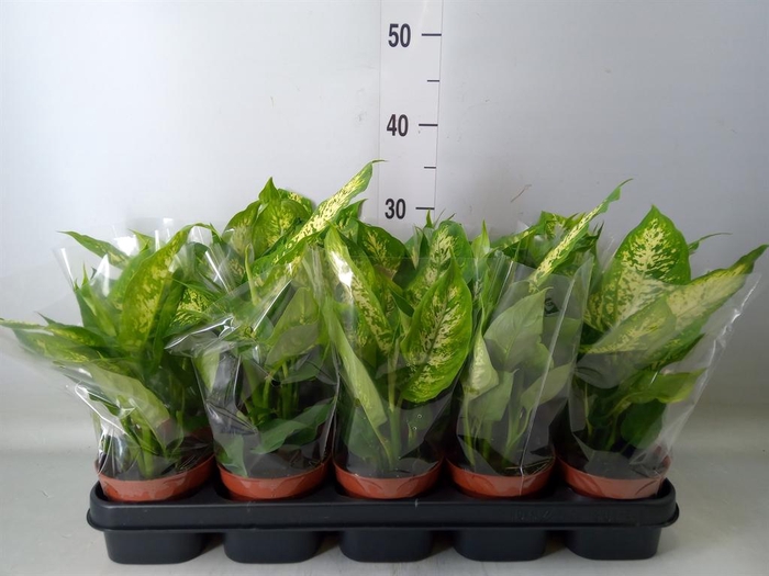 <h4>Dieffenbachia 'Compacta'</h4>