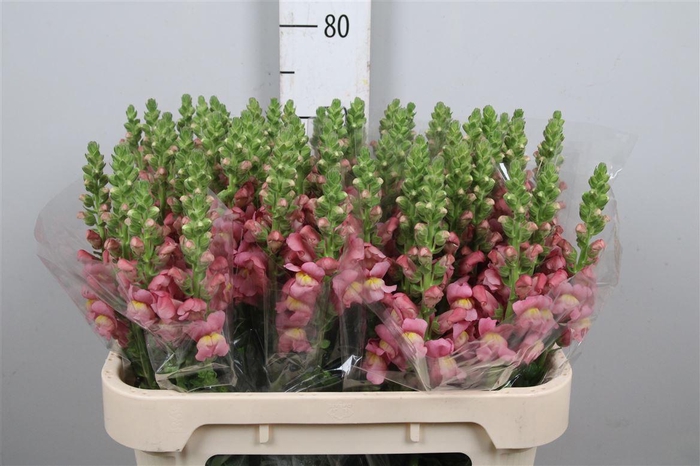 <h4>Antir Antibes Rose</h4>