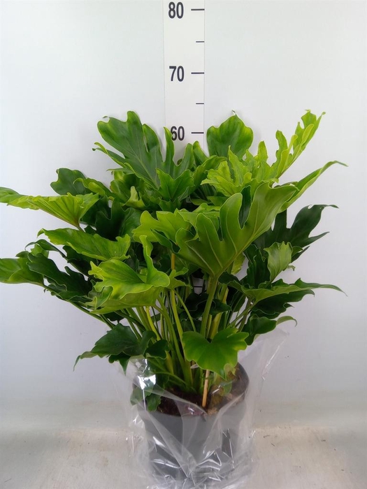<h4>Philodendron bipinn. 'Little Hope'</h4>