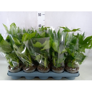 Fatsia japonica   ...
