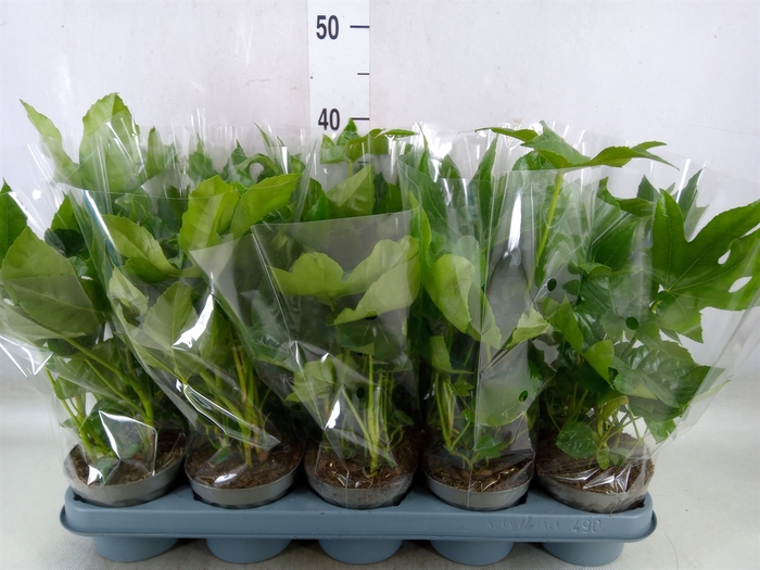 <h4>Fatsia japonica   ...</h4>