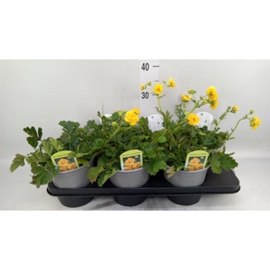 Geum chiloense