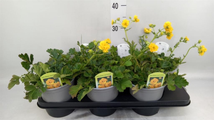 <h4>Geum chiloense</h4>