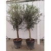 Olea europaea (Olijf) stam 45 Liter