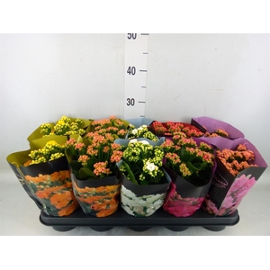Kalanchoe blos. 'Perfecta'  ..mix 5