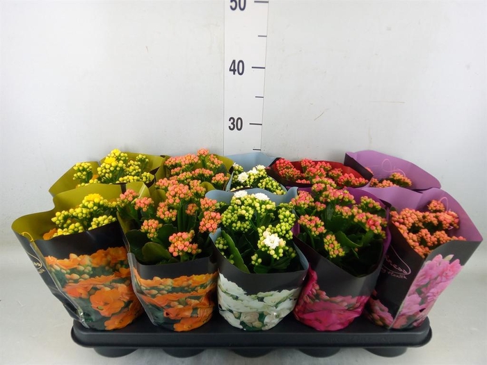 <h4>Kalanchoe blos. 'Perfecta'  ..mix 5</h4>
