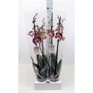 Phalaenopsis   ...